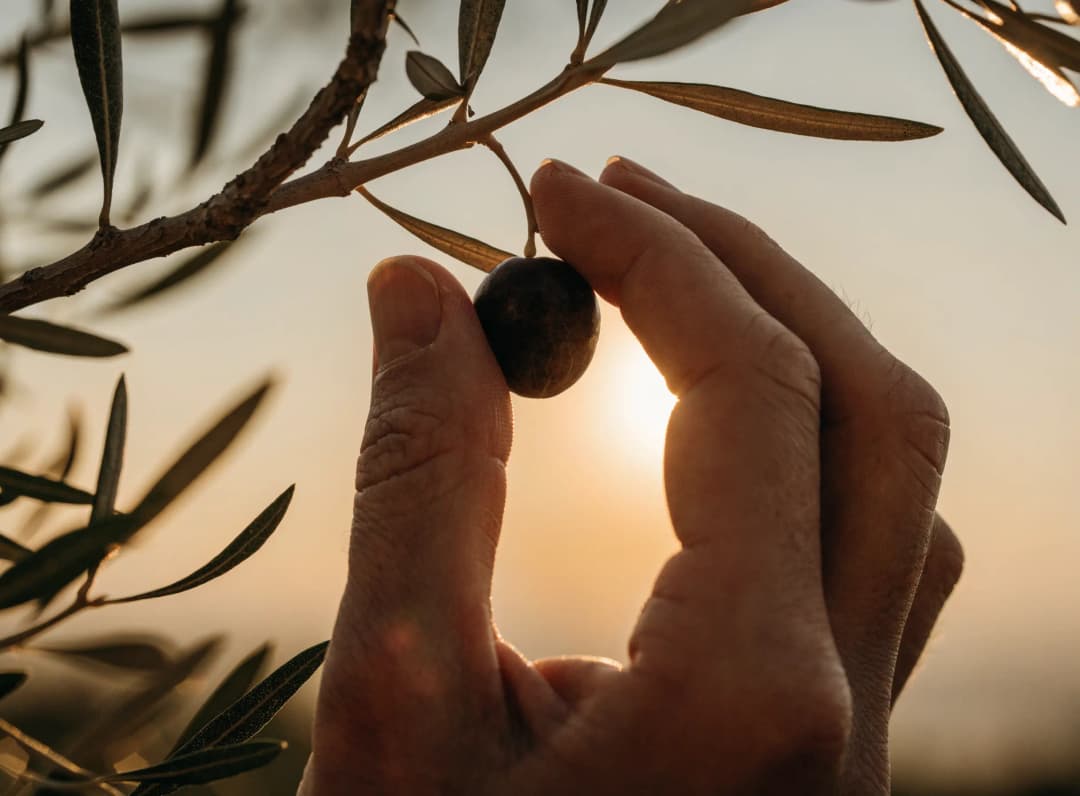 A ripe olive being inspected by hand before harvest